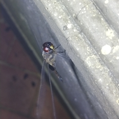 Tramea cophysa