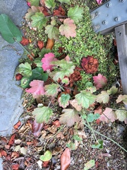 Heuchera maxima