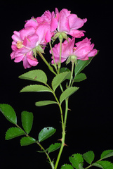 Rosa lucieae