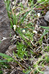 Draba fladnizensis