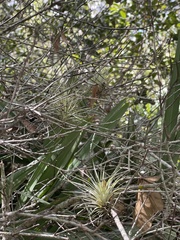 Tillandsia utriculata