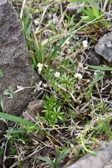 Draba fladnizensis