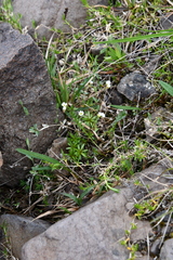 Draba fladnizensis
