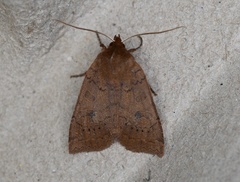 Epiglaea decliva