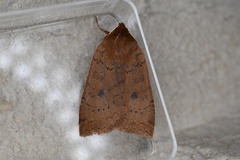 Epiglaea decliva
