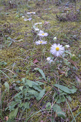 Erigeron annuus