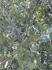Quercus wislizeni