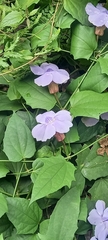 Thunbergia laurifolia image