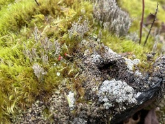 Cladonia floerkeana