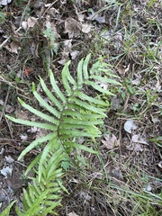 Cyclosorus interruptus