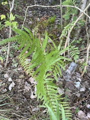 Cyclosorus interruptus