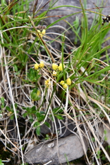 Draba ochroleuca