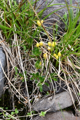 Draba ochroleuca
