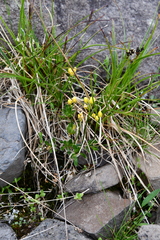 Draba ochroleuca