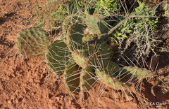 Opuntia pinkavae