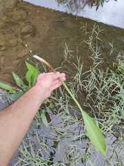 Alisma lanceolatum