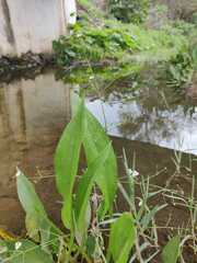 Alisma lanceolatum