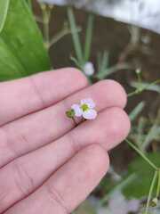 Alisma lanceolatum