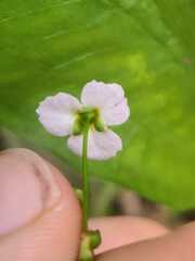 Alisma lanceolatum