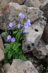 Polemonium boreale