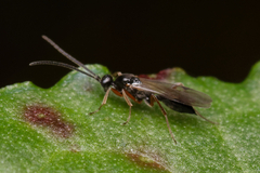 Proctotrupidae