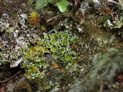 Psora
