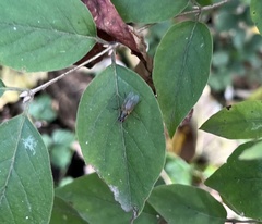 Muscoidea