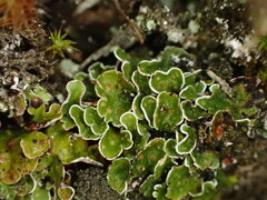Psora