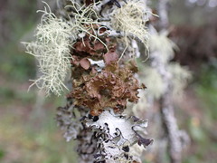 Tuckermanopsis platyphylla