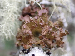 Tuckermanopsis platyphylla