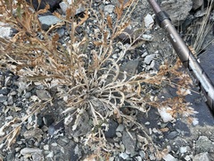 Saussurea