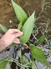 Alisma lanceolatum