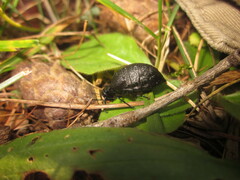 Meloe rugosus