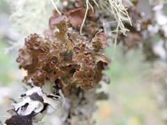 Tuckermanopsis platyphylla