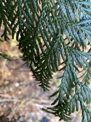 Thuja