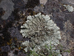 Xanthoparmelia cumberlandia