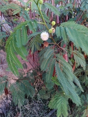 Leucaena