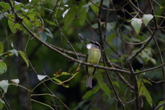 Myiodynastes hemichrysus