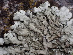 Xanthoparmelia cumberlandia