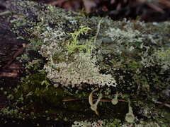 Parmeliopsis ambigua