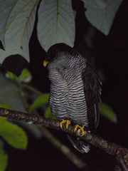 Strix nigrolineata