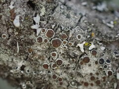 Lecanora