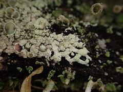 Parmeliopsis ambigua