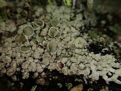 Parmeliopsis ambigua