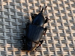 Odoiporus longicollis