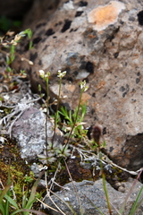 Draba fladnizensis
