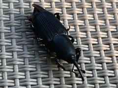 Odoiporus longicollis