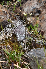 Draba fladnizensis