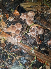 Fungi