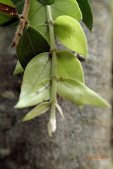 Metrosideros colensoi